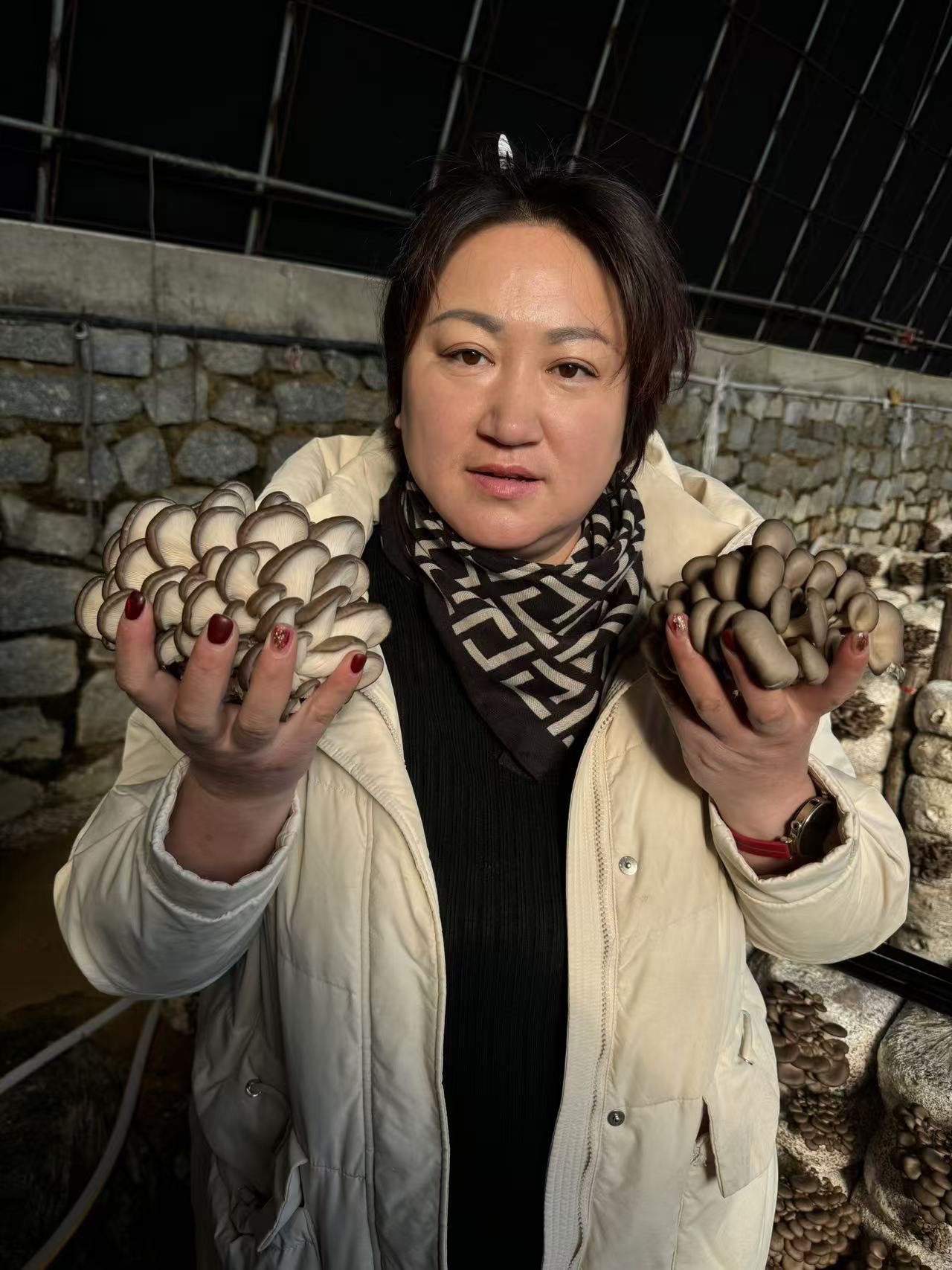 【限售辽宁省】孟姐甄选庄河本地平菇（姬菇） 3.8-4.2斤