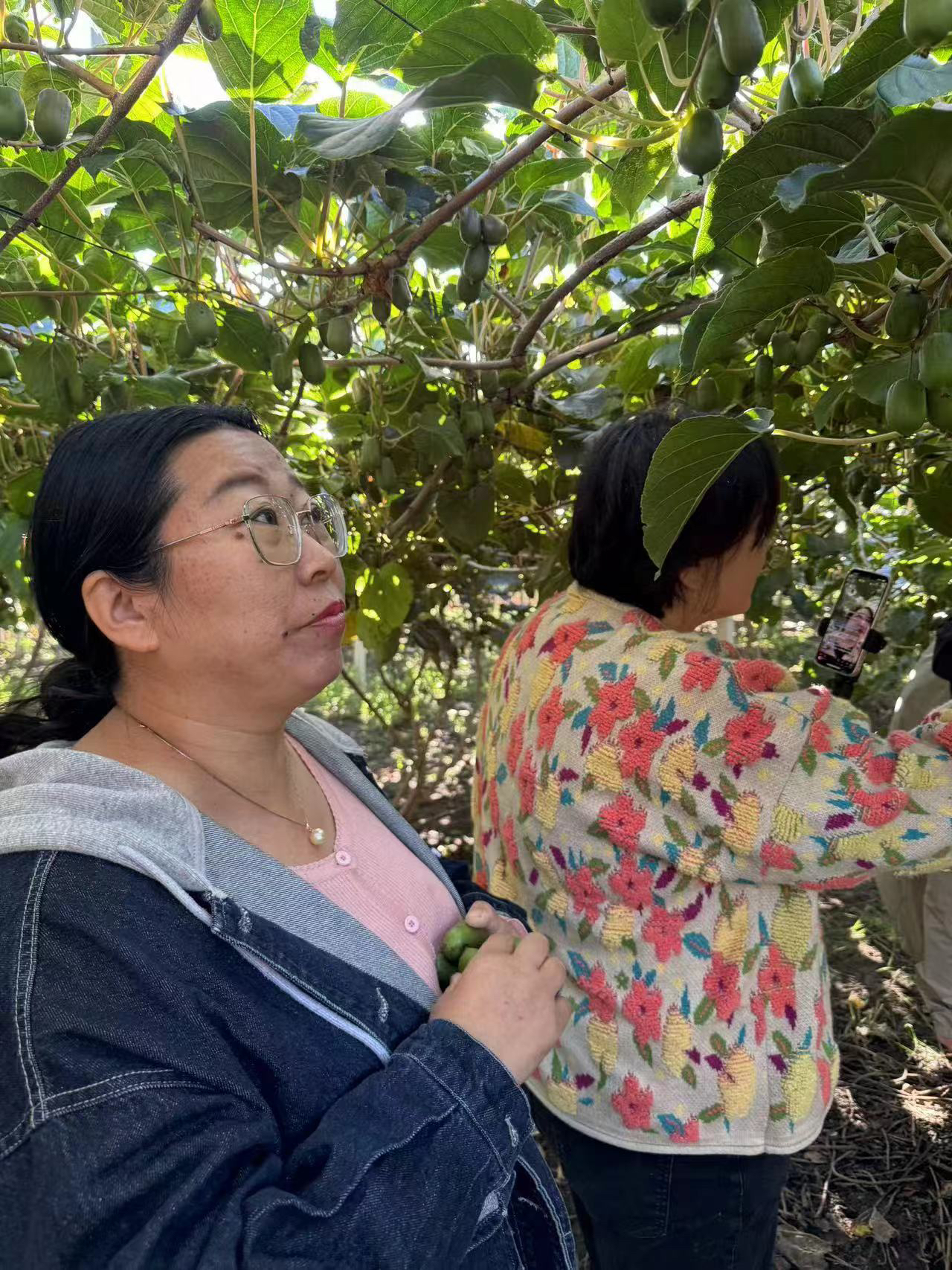 正宗庄河软枣/奇异莓四斤，必须放软吃硬着吃不了，辽宁省外+4元