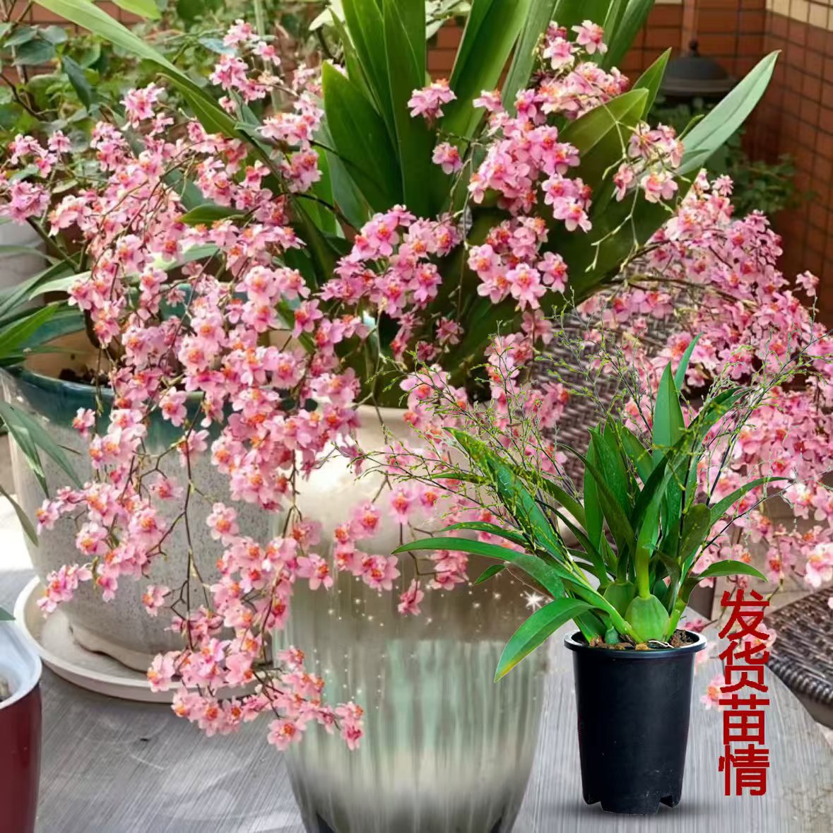 粉色梦香兰盆栽带花苞室内植物精品兰花名贵花卉  双11活动
