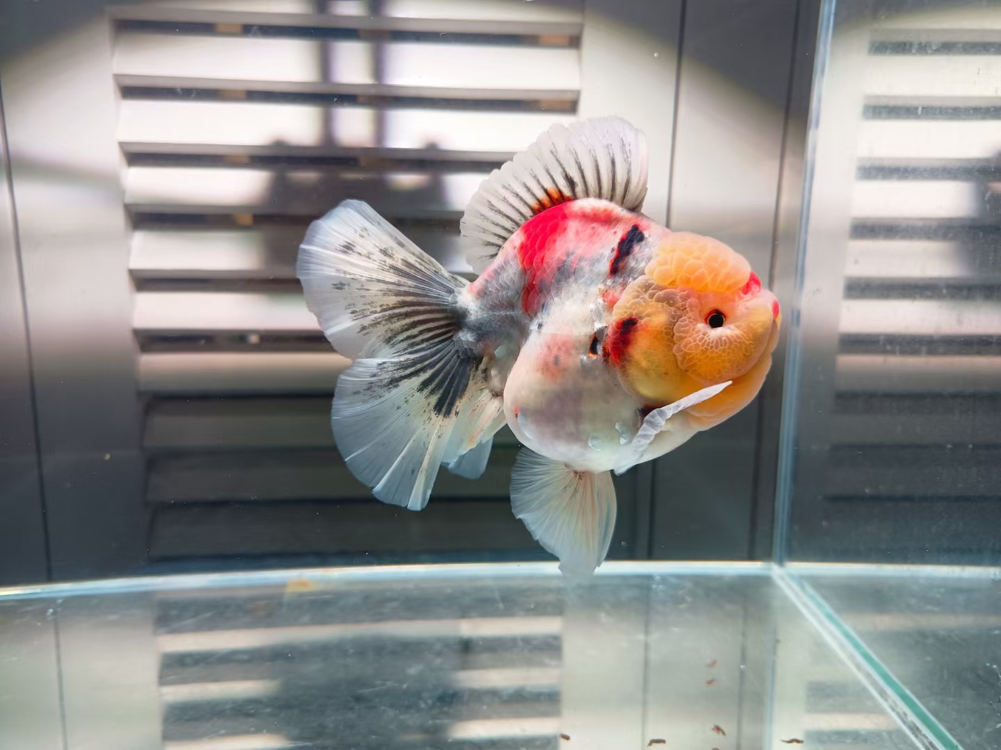 吉星金鱼长尾将军百褶短尾浩克将军狮