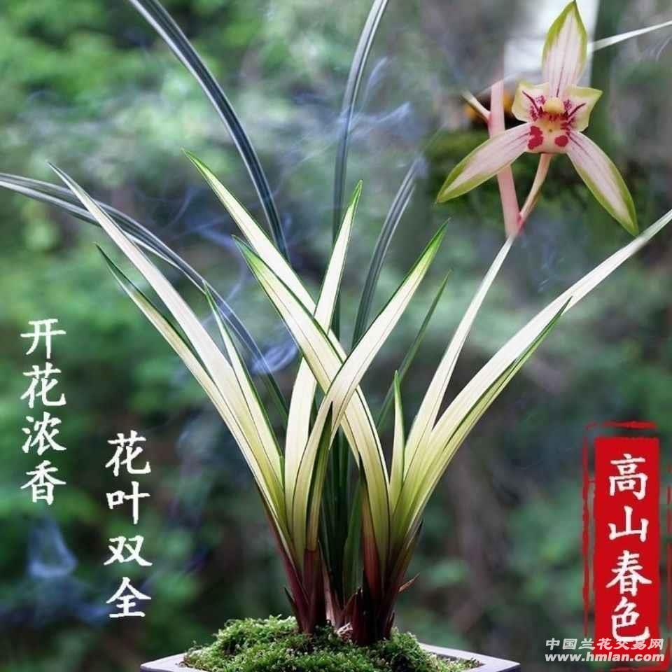 建兰高山春色，叶艺漂亮