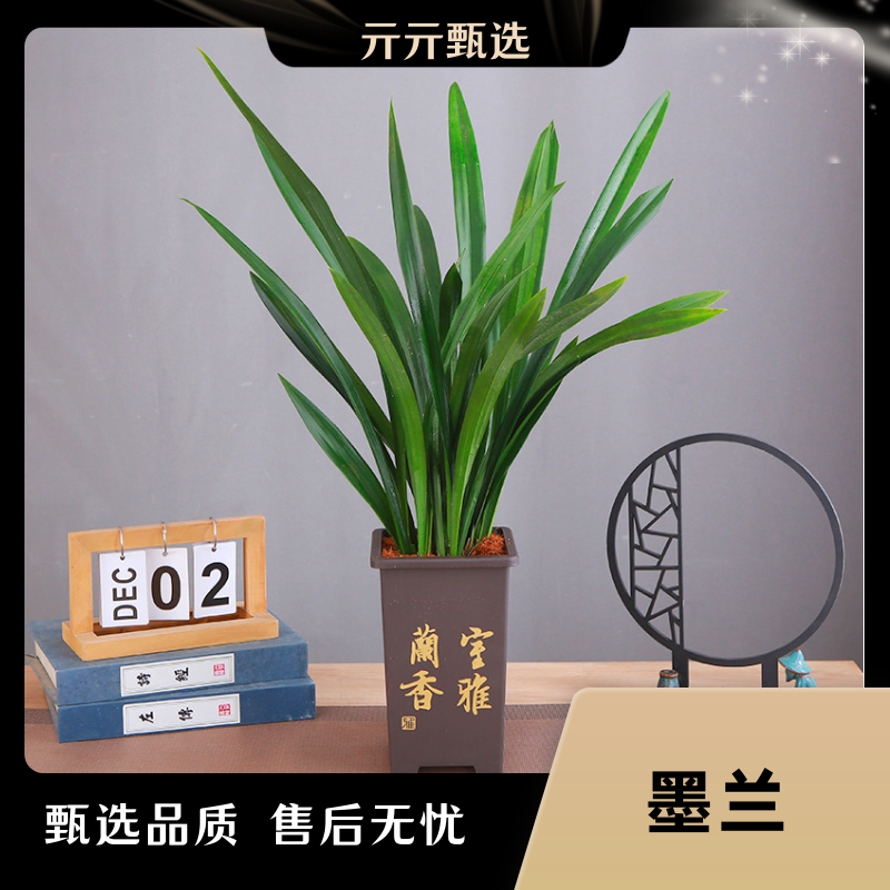 墨兰企黑墨兰报岁兰四大家兰室内盆栽好养客厅趣味兰花【6苗-8苗】