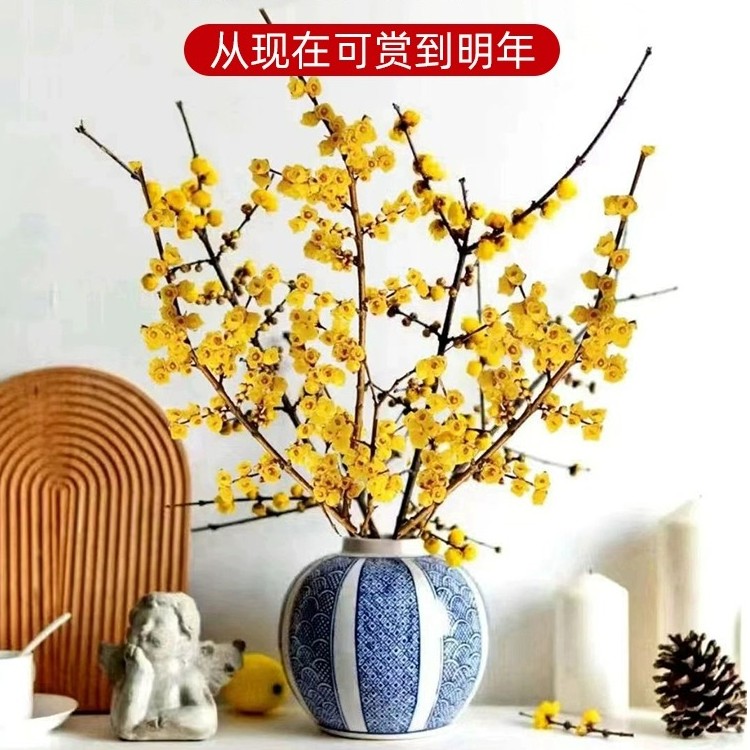 【精选】腊梅鲜切花干枝腊梅水培植物耐寒遇水开花客厅摆设蜡梅