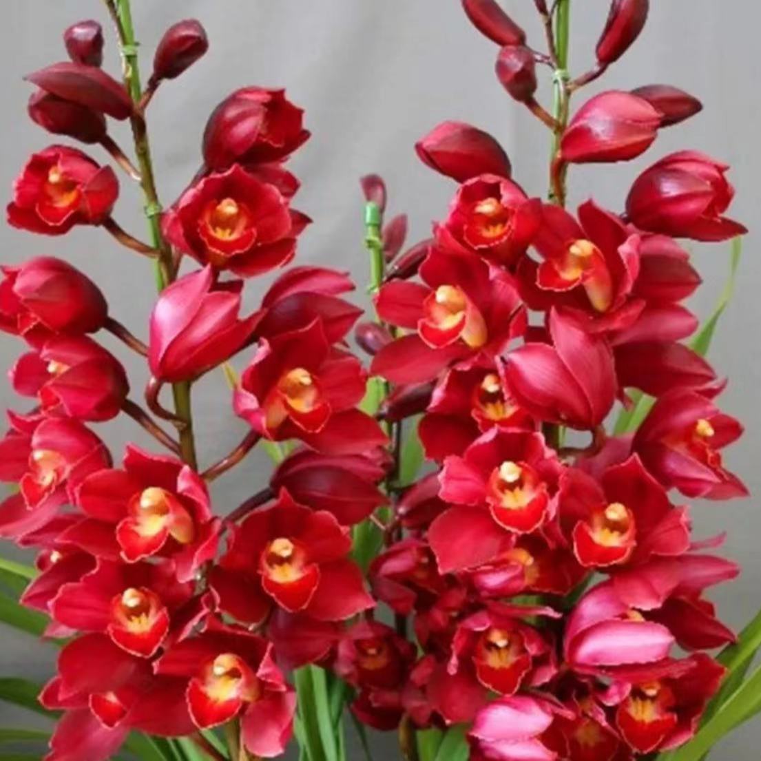 红宝石室内盆栽兰花花卉开花香又红美观盆栽