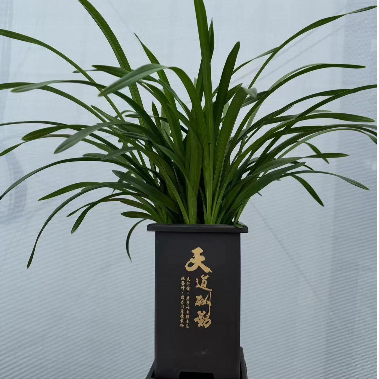 高端精品名贵浓香型紫罗兰好养易活净化空气室内美观兰花绿植