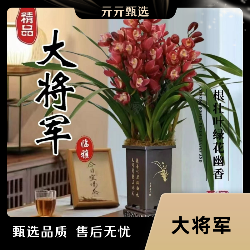 【6苗-8苗】建兰大将军四大家兰客厅室内美观趣味兰花