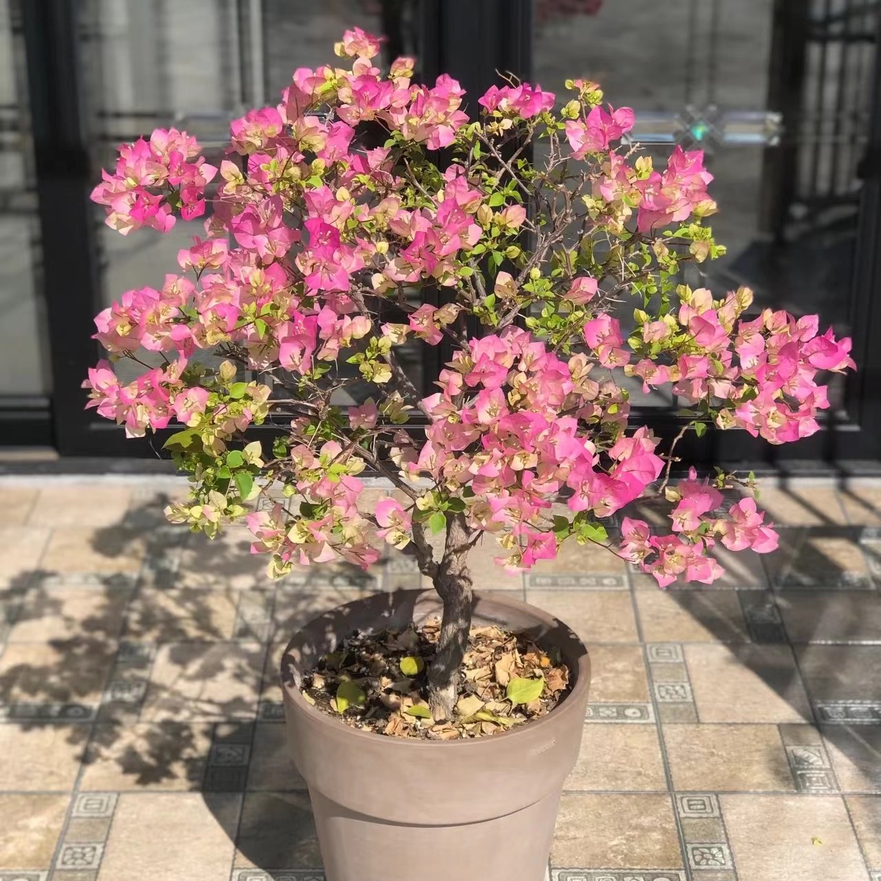 【五组】[寄养]专拍链接（不退不换）直播间一物一拍三角梅勤花好养