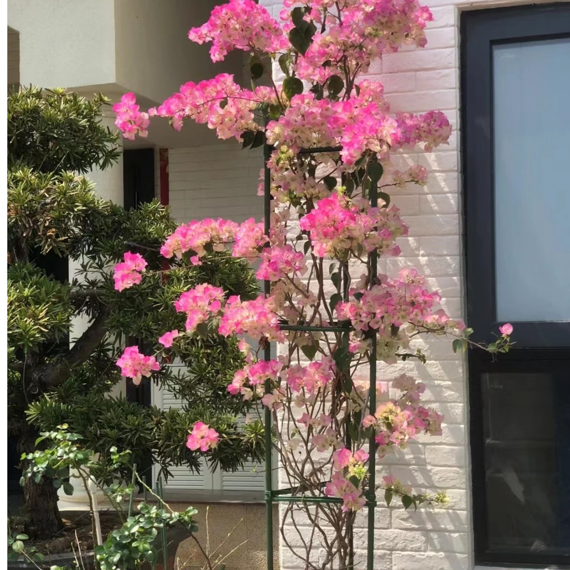 【二组】【一物一拍】直播间专拍三角梅勤花一年四季循环开花好养