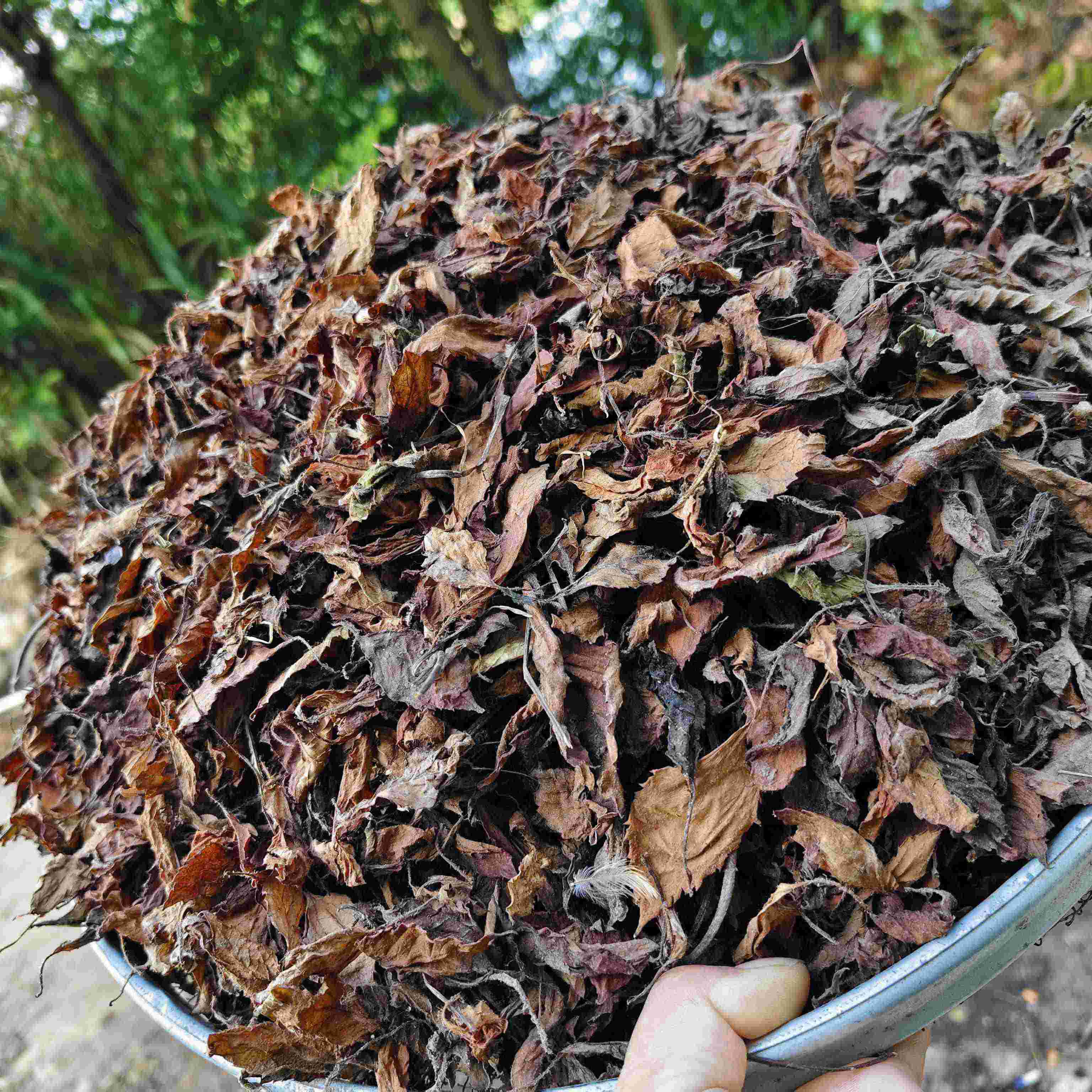 烧仙草新鲜仙草干 仙草叶凉粉草 商用全套配料仙草冻黑凉粉仙人草