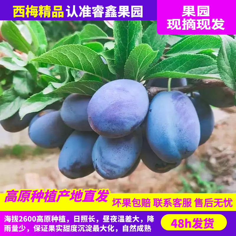 【顺丰包邮】大西北甘肃新鲜采摘蓝蜜高品质大西梅