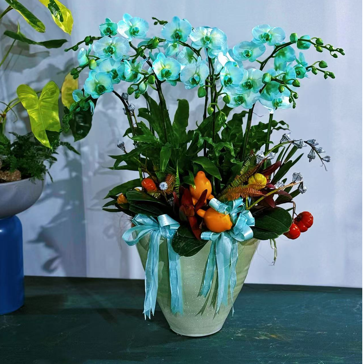 蝴蝶兰创意马卡龙盆栽#一物一拍#高档花卉客厅办公室内花卉好养护