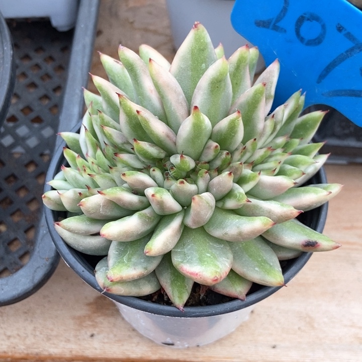 多肉植物坠2073多肉