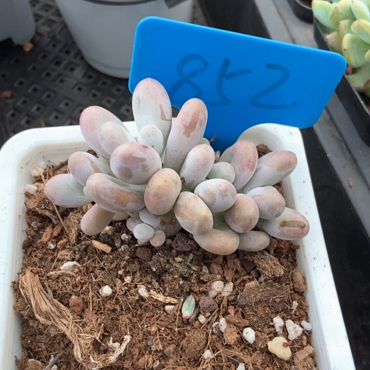 多肉植物彩虹奶852