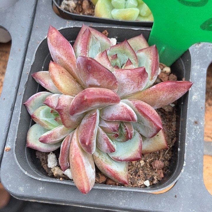 多肉植物夜魔侠2087