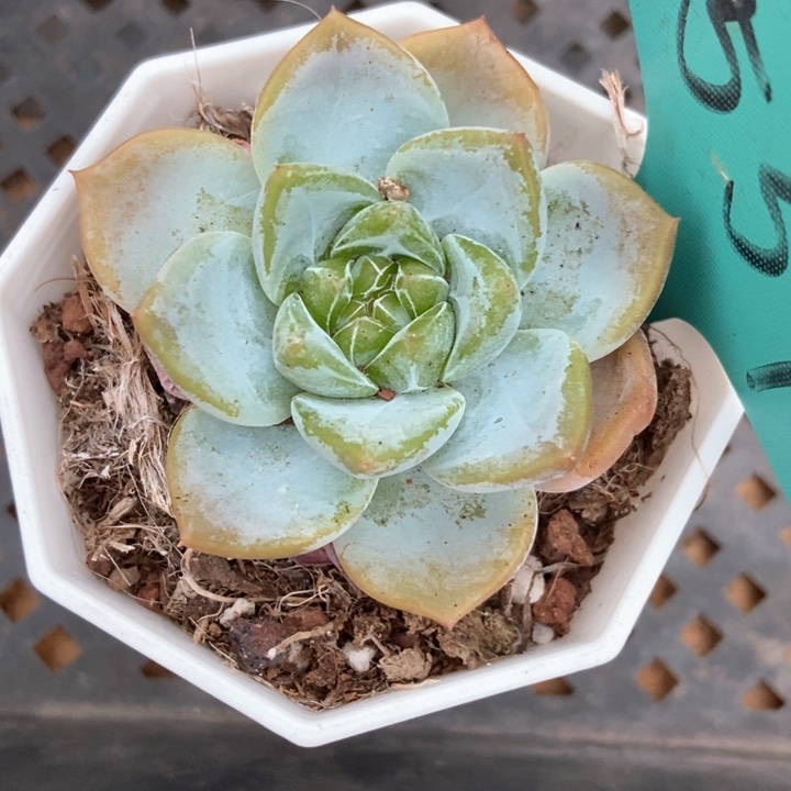 多肉植物珍妮1551