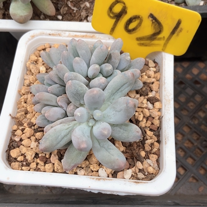 多肉植物汤圆9021