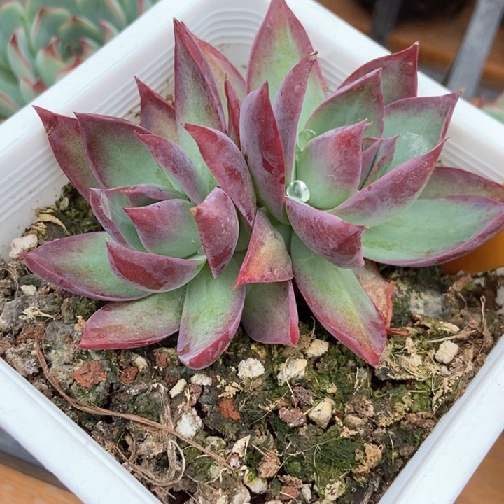 多肉植物惊鸿仙子2099