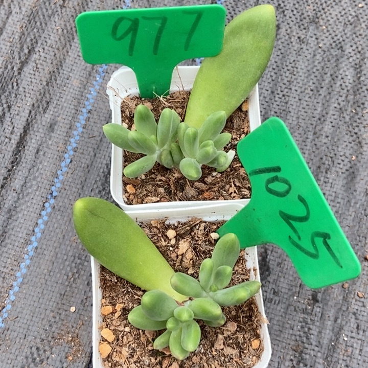 多肉植物金蟾9771025