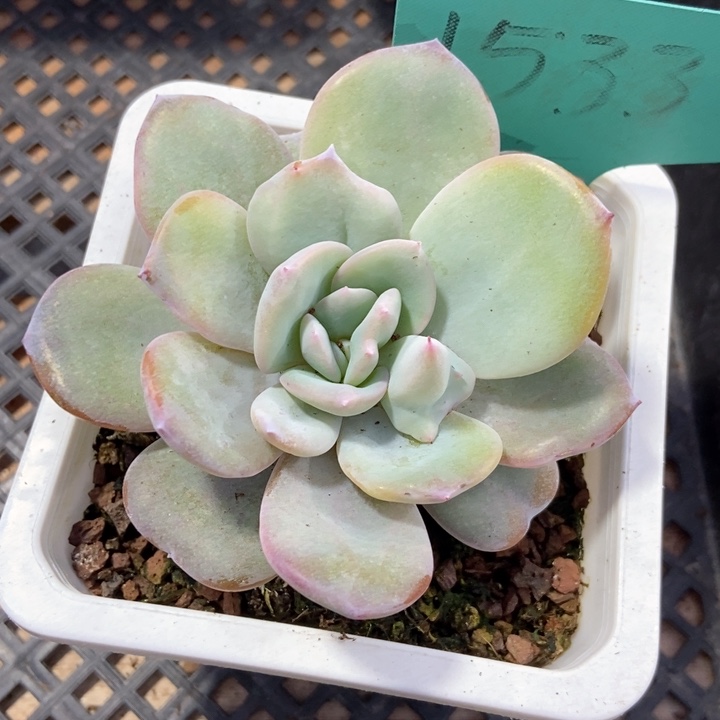 多肉植物奶茶1533