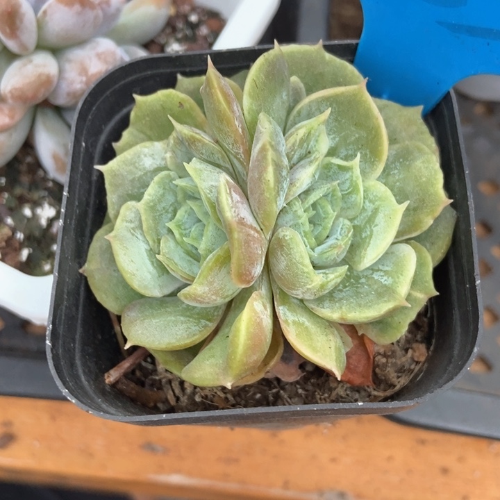 多肉植物双头石化853