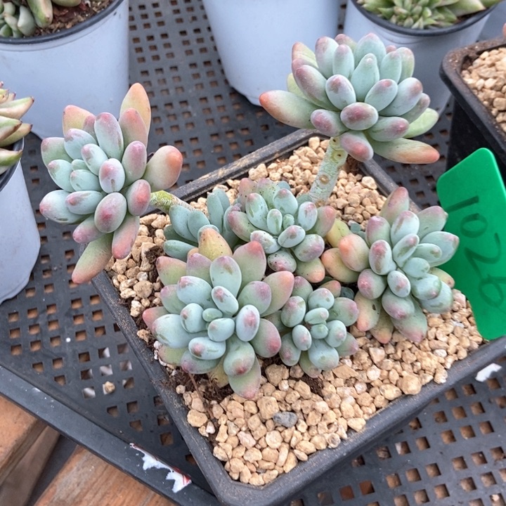 多肉植物苹果奶1026