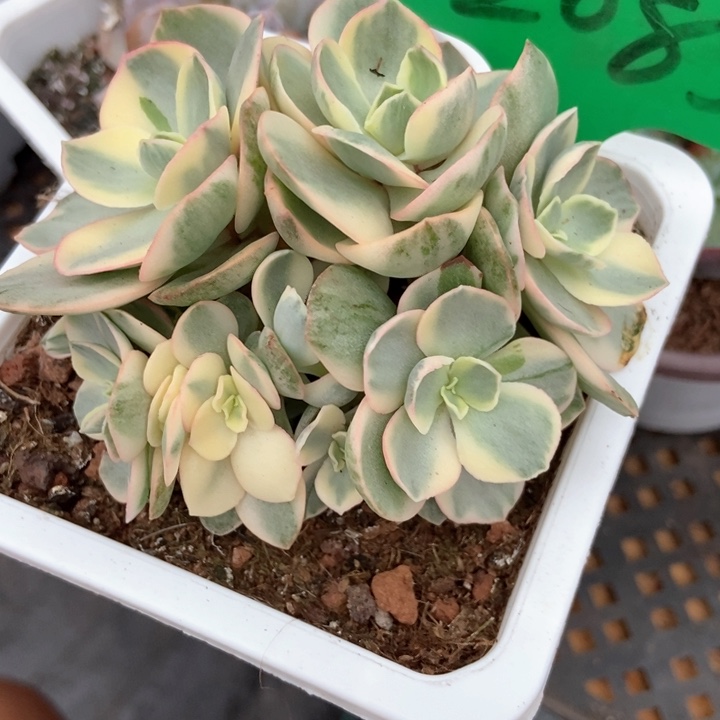 多肉植物秀妍瑾2085