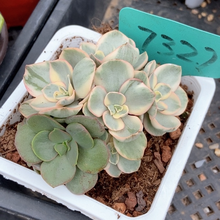 多肉植物秀严谨锦7327
