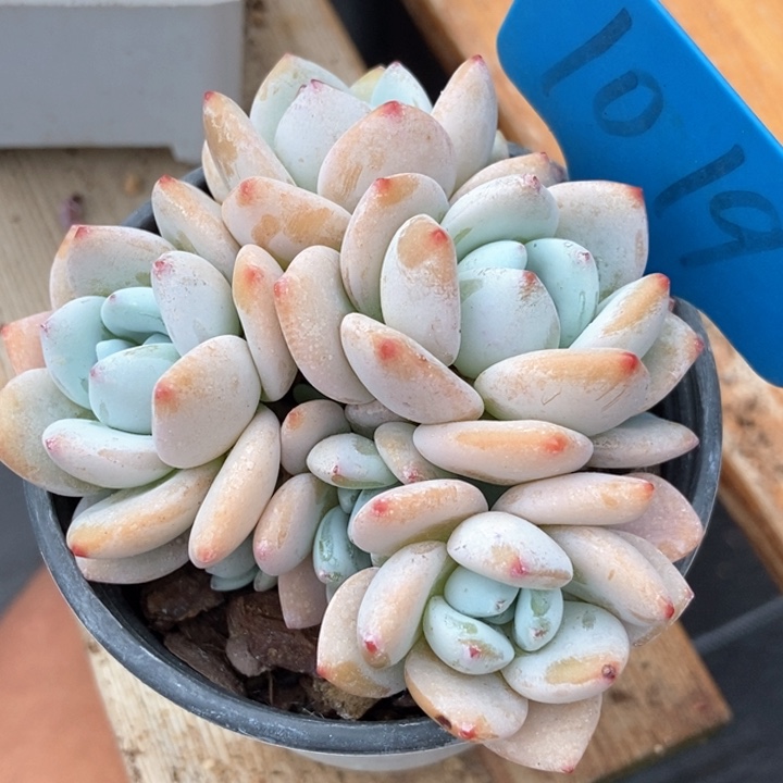 多肉植物冷香1019
