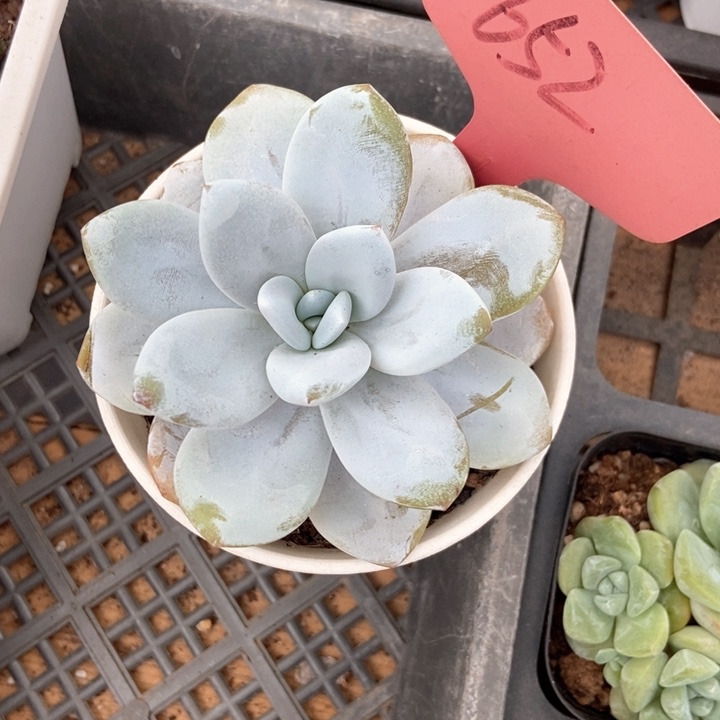 多肉植物雪莲652