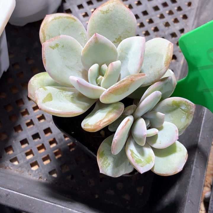 多肉植物奶茶998