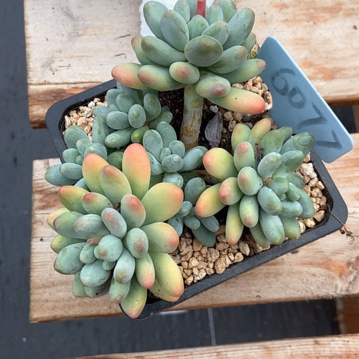 多肉植物苹果奶6077