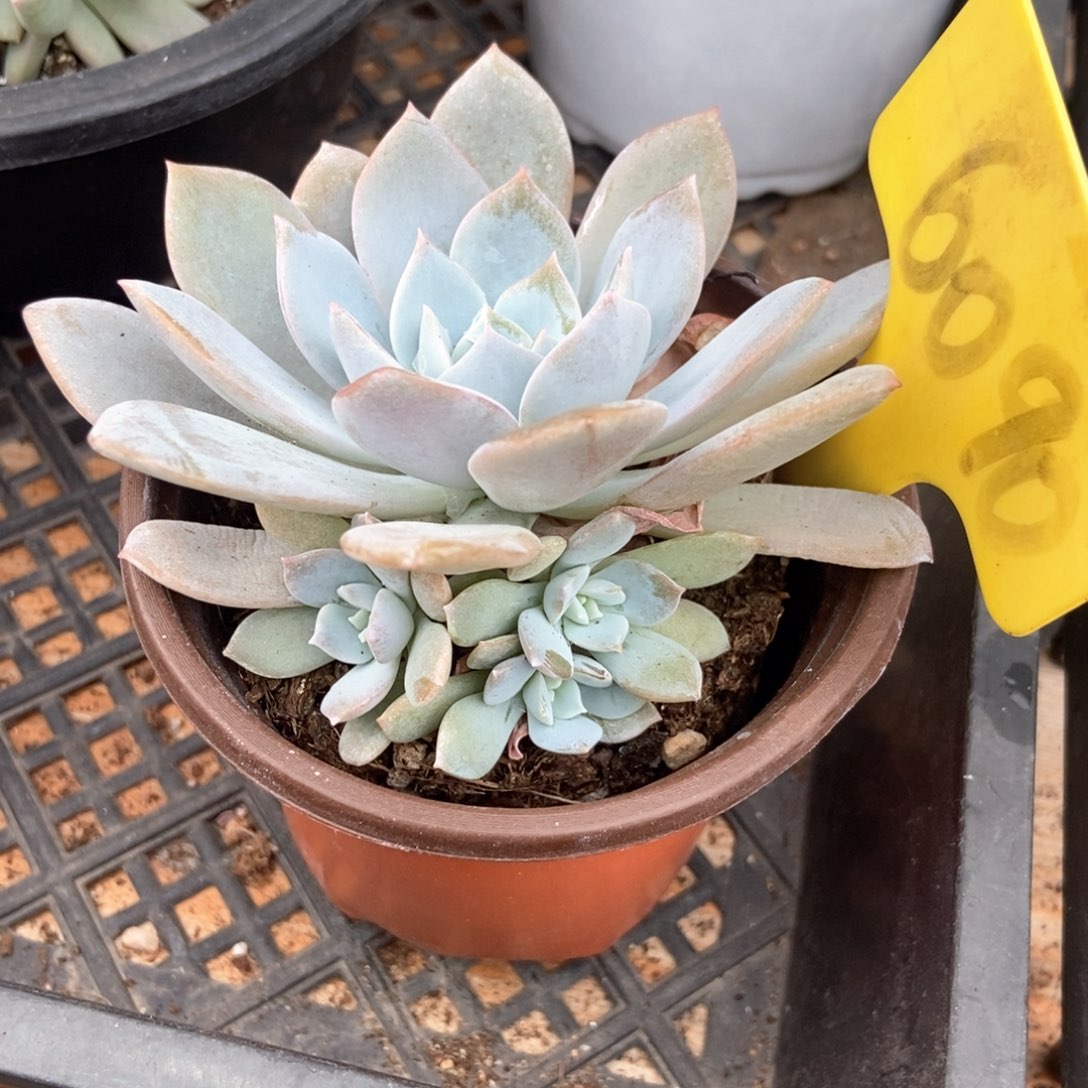 多肉植物白茶6090