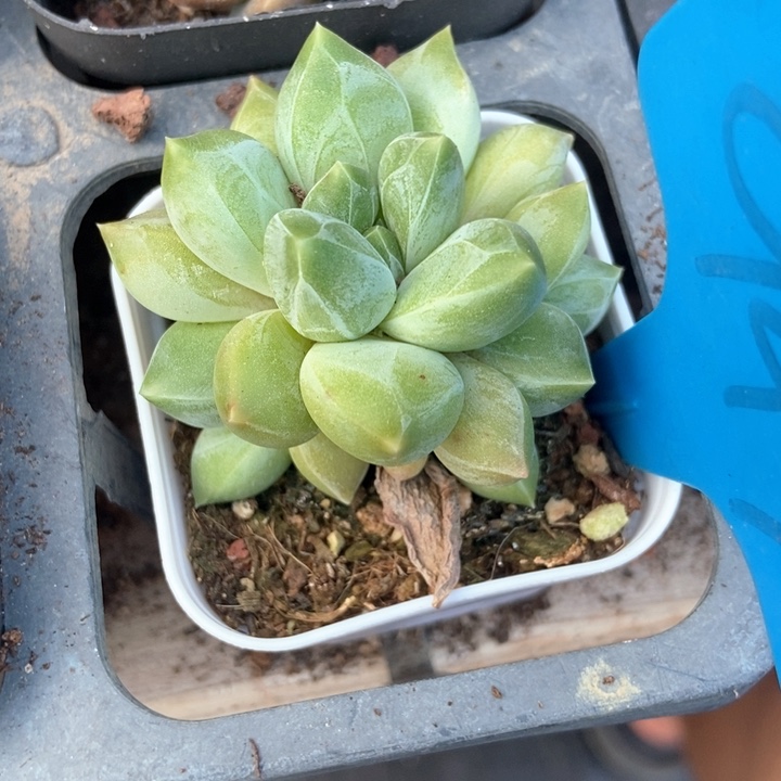 多肉植物重楼949