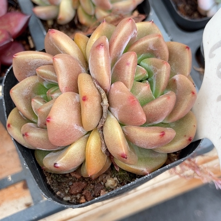 多肉植物q橙1017