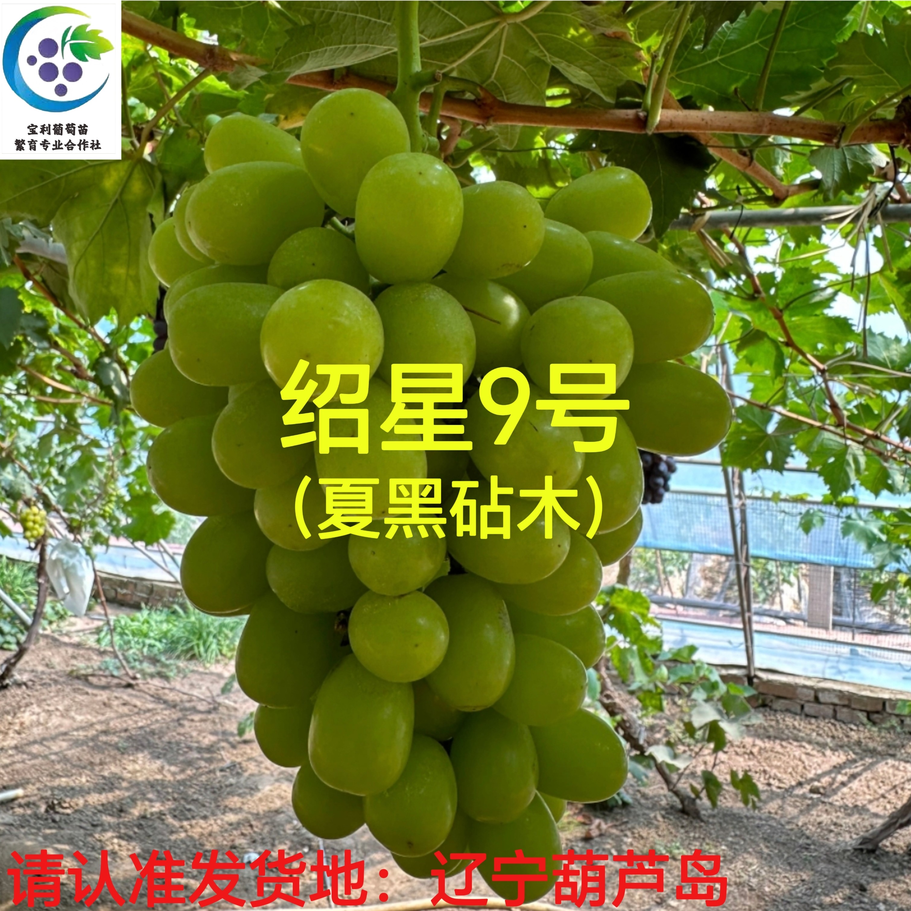 绍星9号    夏黑砧木嫁接苗 （一年苗）