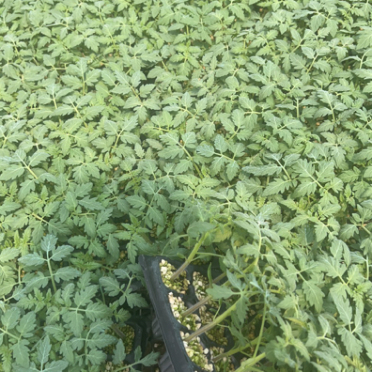 瑞莱农业瑞芯番种苗