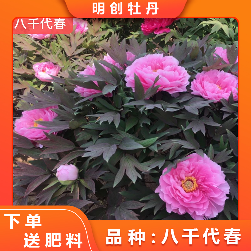 【八千代春】精美观赏老桩牡丹种苗，庭院种植