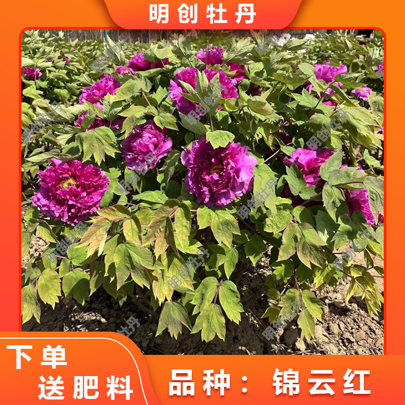 【锦云红】紫红色重瓣大花春季开花庭院种植