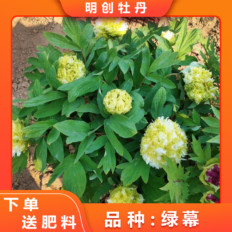 【绿幕隐玉】绿色首选 琼台玉露 国色芳华款