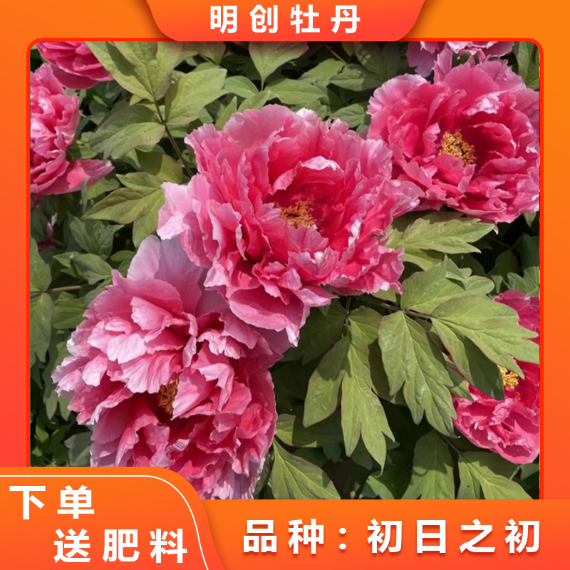 【初日之初】胭脂粉色重瓣观赏牡丹老桩