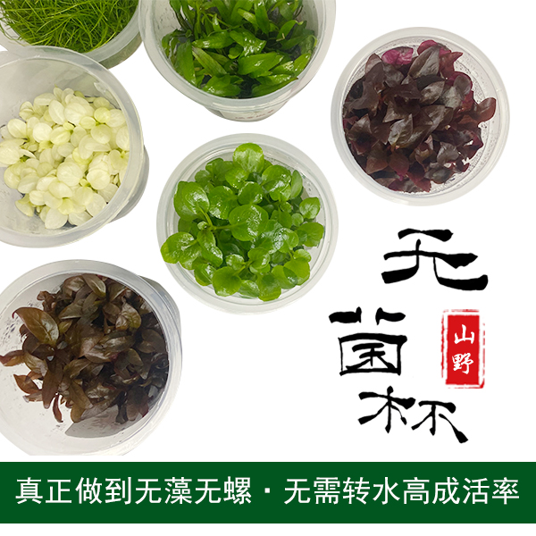 鱼缸造景水草植物高品质无菌杯水草牛毛爬地珍珠水草前中后景水草
