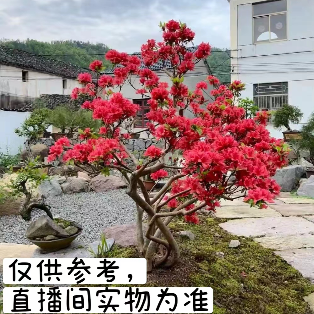 映山红老桩盆景杜鹃花树根及其他品种根艺直播（新鲜生桩）（无叶子）