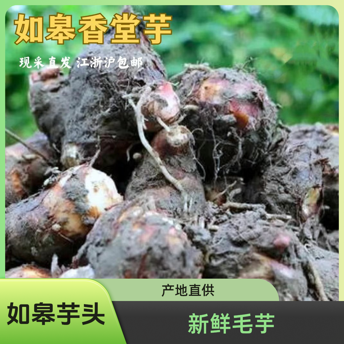 香堂芋，来自如皋长寿之乡的毛芋头