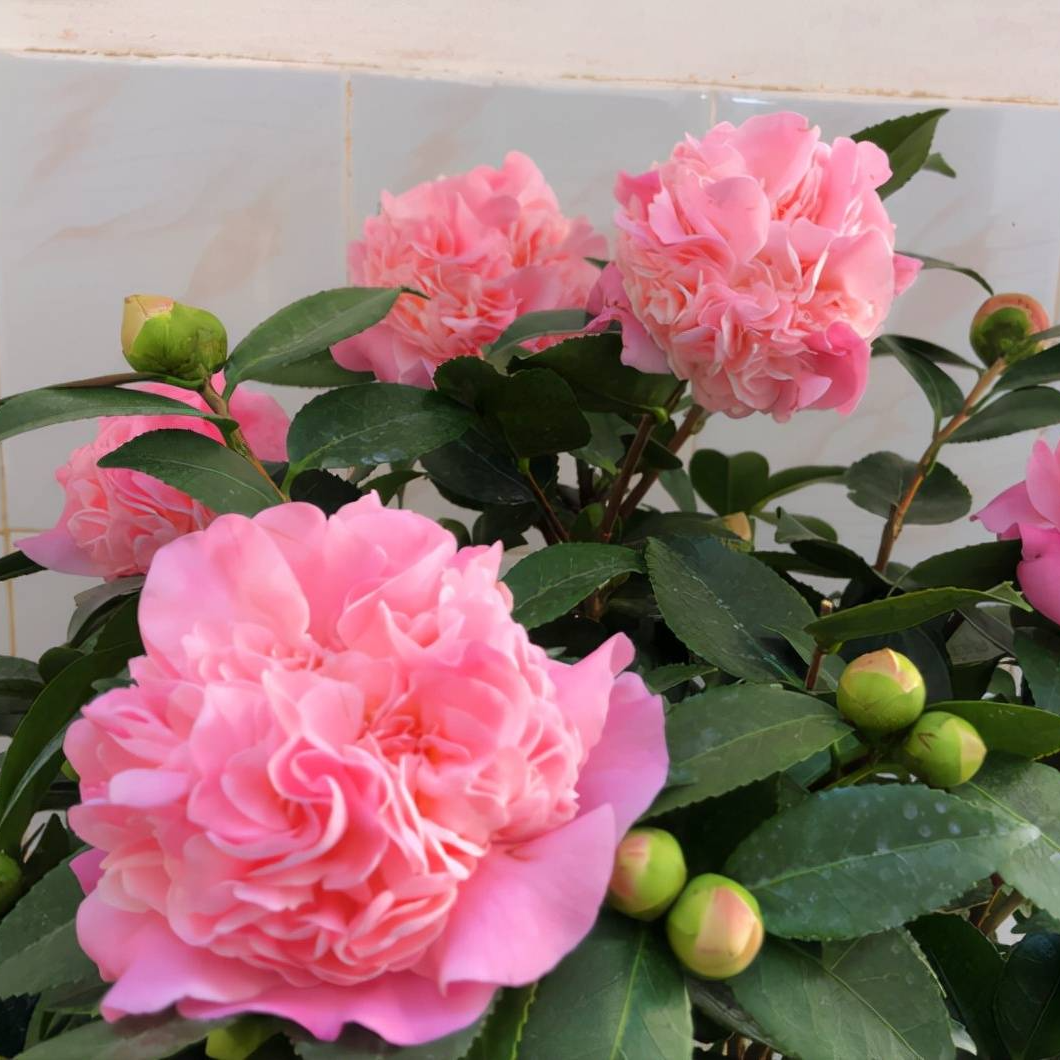 【6年香妃】浓香带花苞山茶花稀有品种耐寒室内室外绿植盆栽