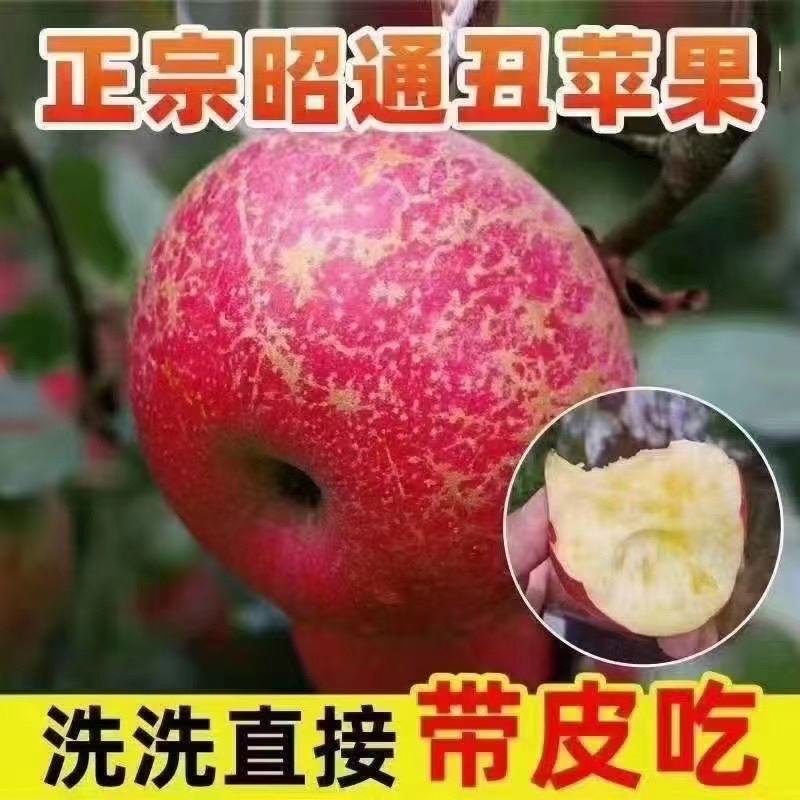【顺丰包邮】昭通高原丑苹果 糖心苹果 产地直发 现摘现发5/9斤装