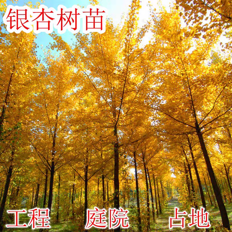 银杏树苗金叶银杏苗庭院种植南方北方种植白果树苗