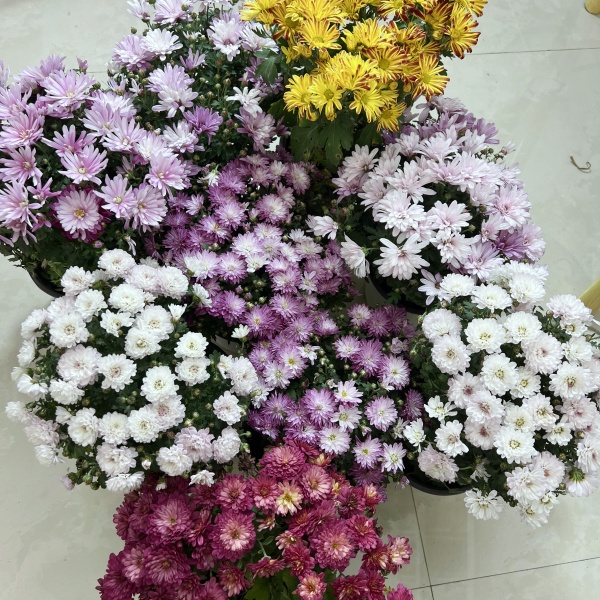 【一物一拍】球菊、条纹菊带盆带花苞发货 库存不多