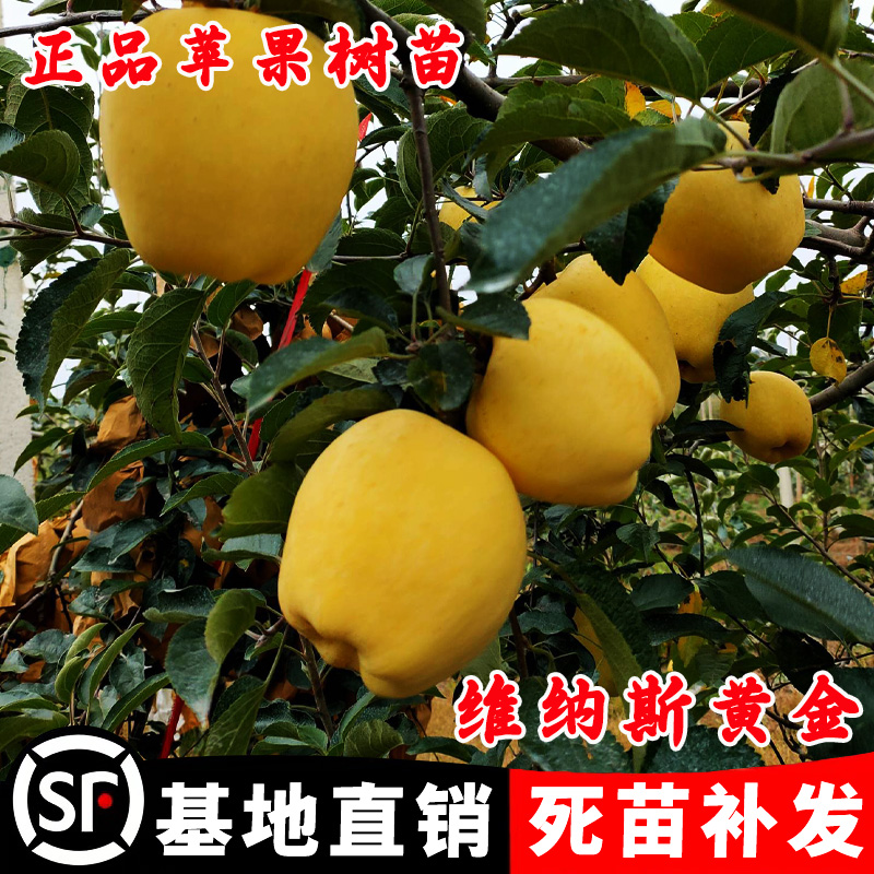 嫁接维纳斯黄金苹果树苗南方北方种植晚熟黄肉苹果苗盆栽地栽果树