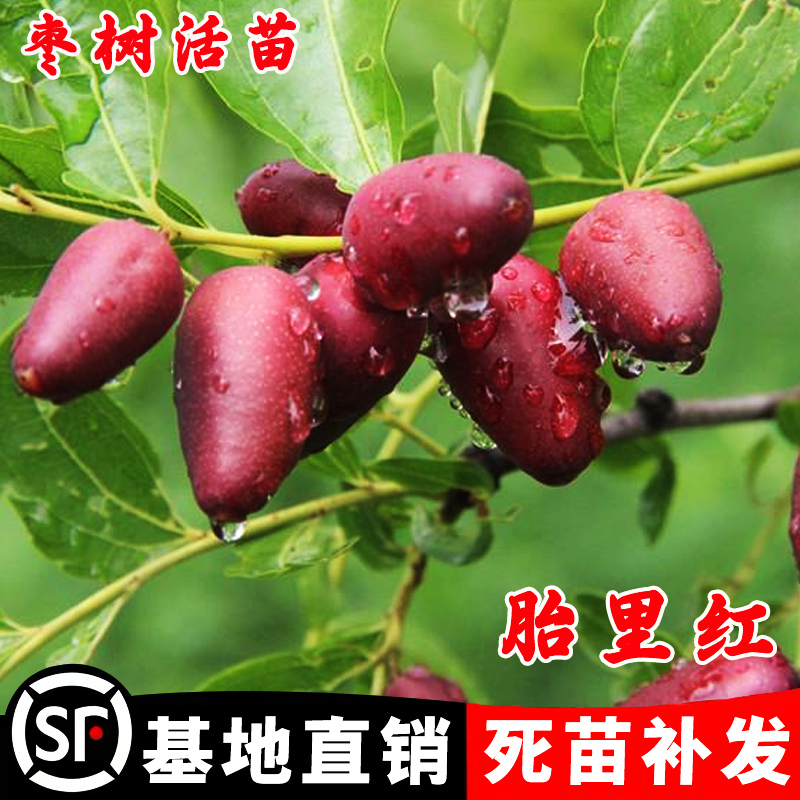 枣树活苗嫁接胎里红枣树苗庭院盆栽地栽脆甜枣苗南方北方种植果树