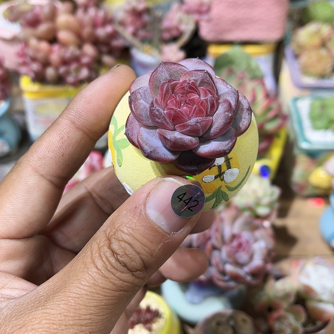 琥珀  30包邮 含盆含土发货